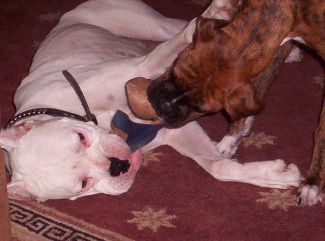 tug of war
