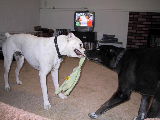 Tug of War