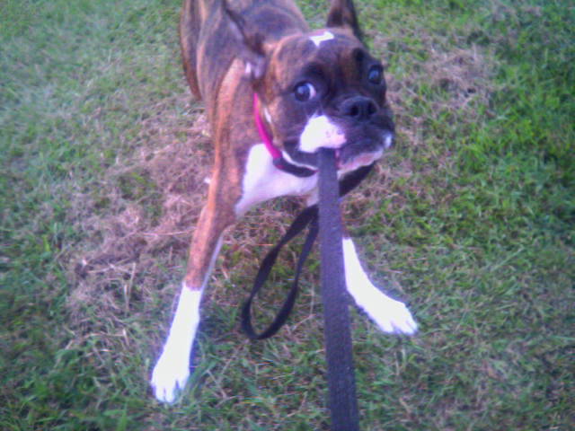 tug of war?