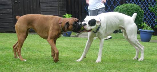 Tug of war