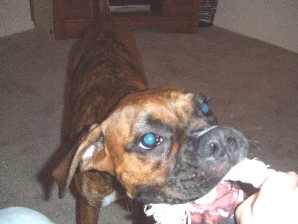 Tug of War!!!