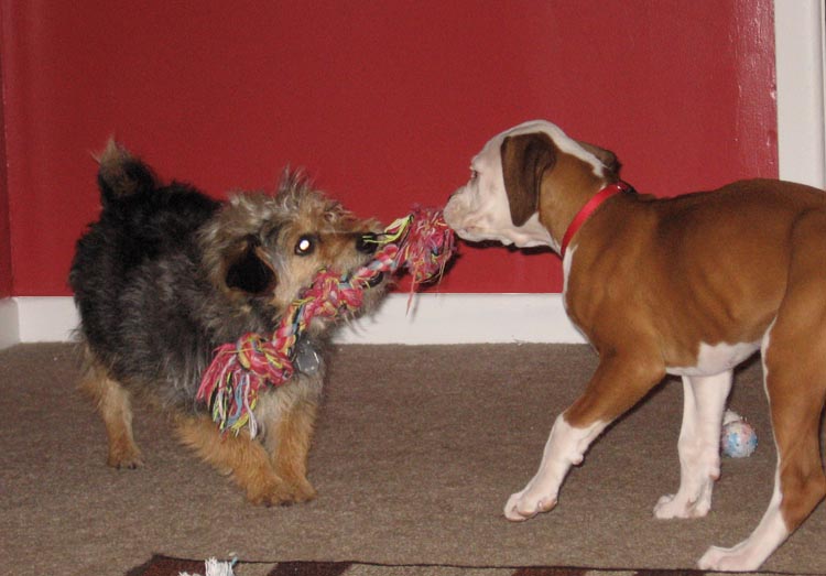 Tug of War!