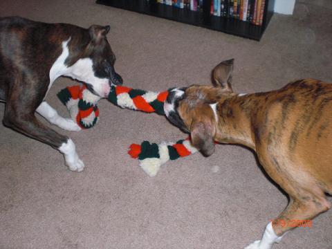 Tug of war1