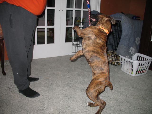 Tug with Dad