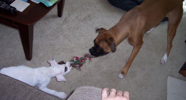 tug