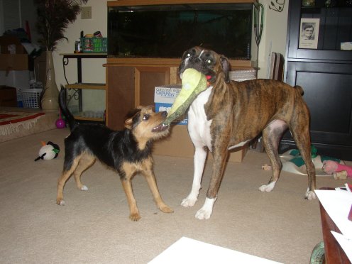 Tug!