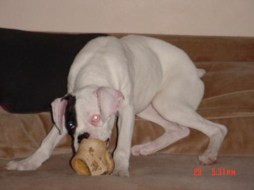 Tunney and Bone