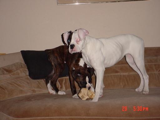 Tunney and brother