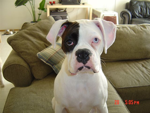 Tunney at almost 1 year old