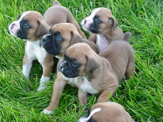 Tuppence's littermates