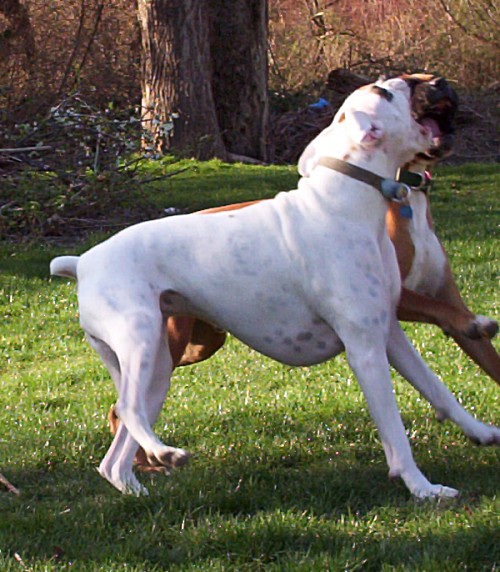 Tuppy and Thatcher
