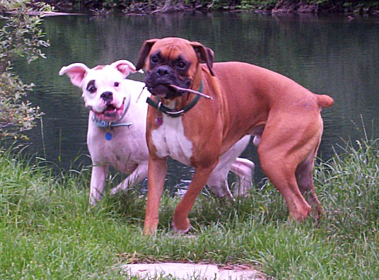 Tuppy and Thatcher