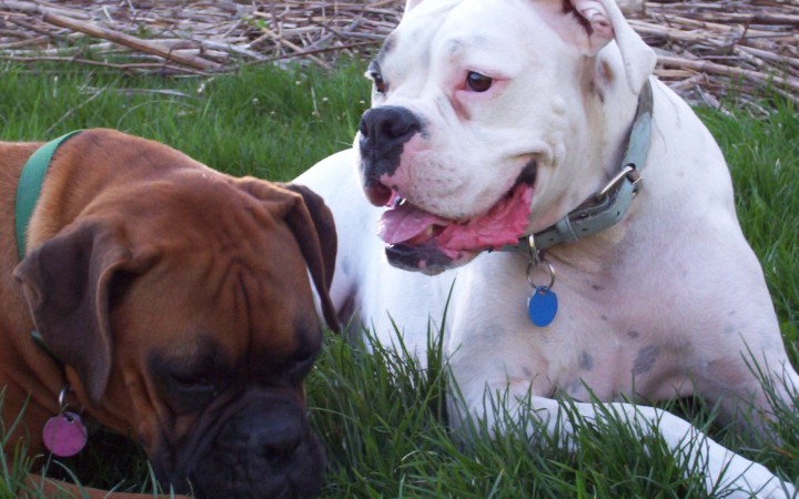 Tuppy and Thatcher
