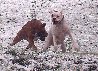 Tuppy and Thatcher