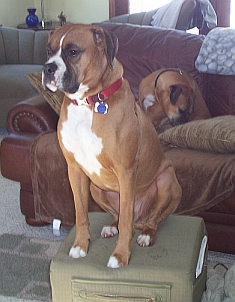 Turbo Dec 2008