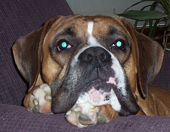 Turbo Dec 2008