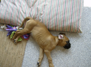 Turk 10wks