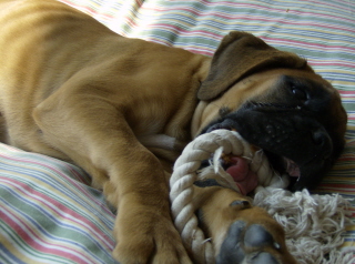 Turk 10wks