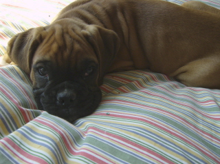 Turk 10wks
