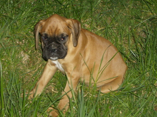Turk 10wks