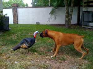 Turkey Decoy