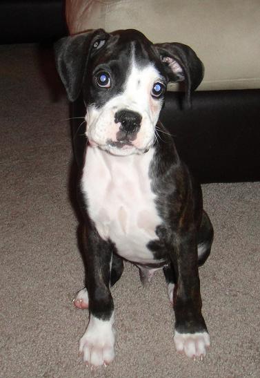 Tux