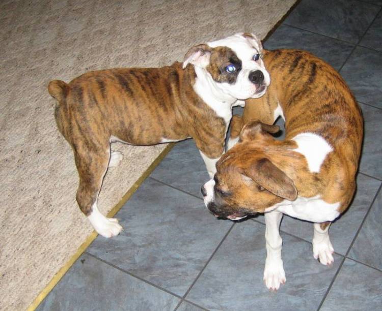 Twins