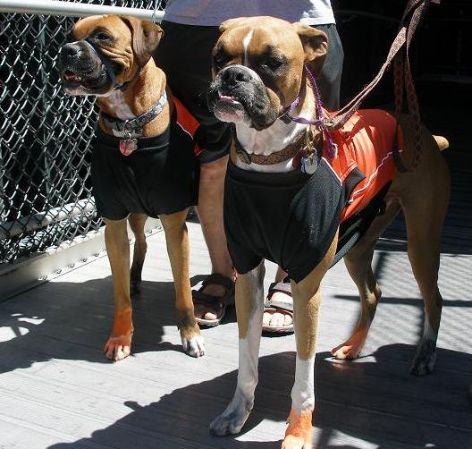 Two beautiful boxers we met at the SF Giants game