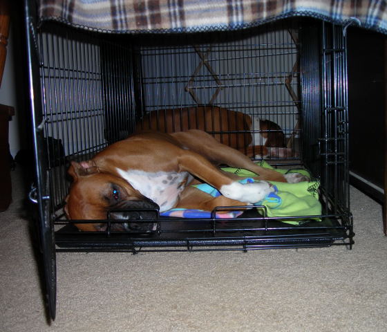 Two dogs in one crate??