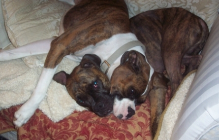 Two Heads are Better Than One?