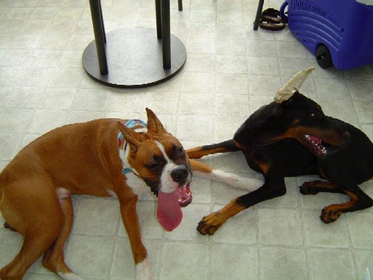 Two Hot Dogs!