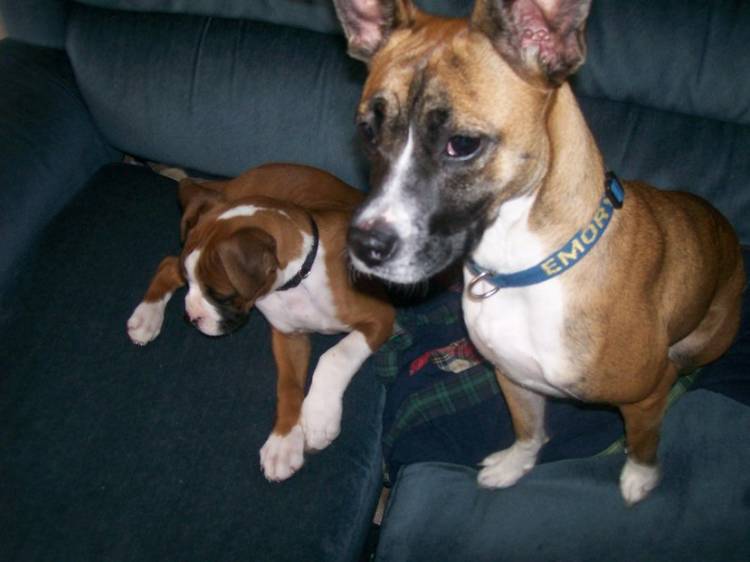 Two Little Pups
