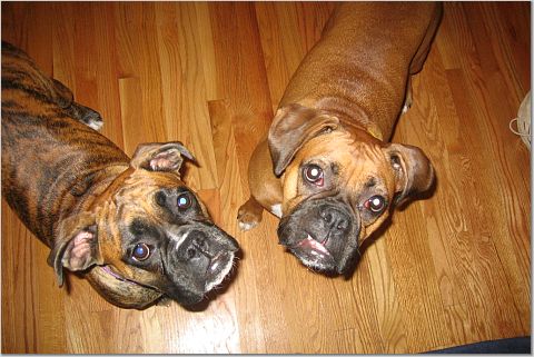 Two Peas in a Pod