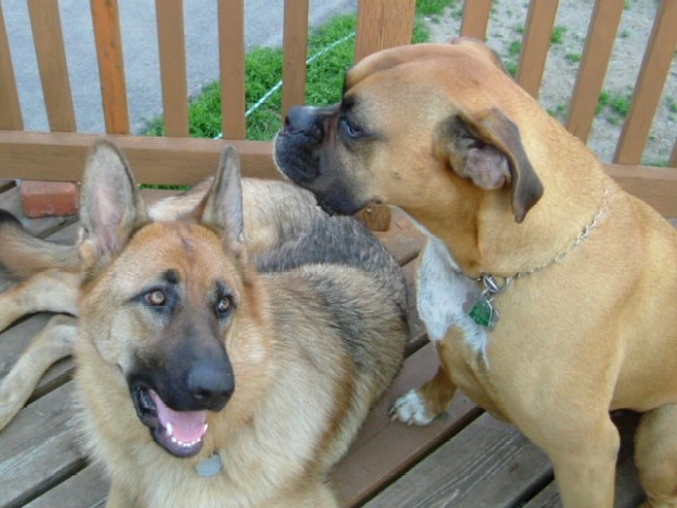 Two tan beauties