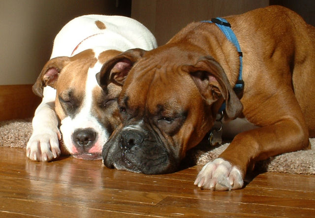 Two tired dogs