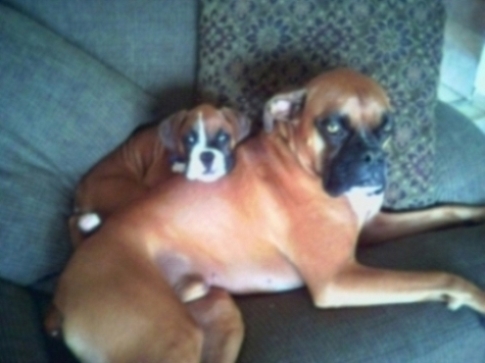 two tired out pups
