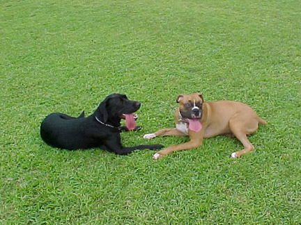 two tired puppies