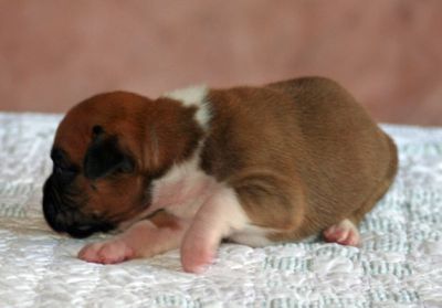 Two Weeks Old 2
