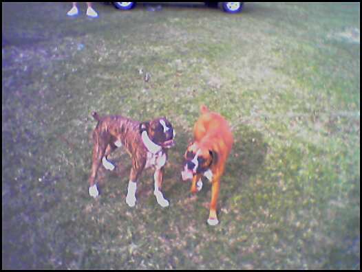 Ty_and_Ruger