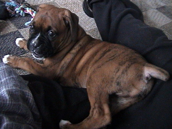 Tyghzen at 5 weeks!
