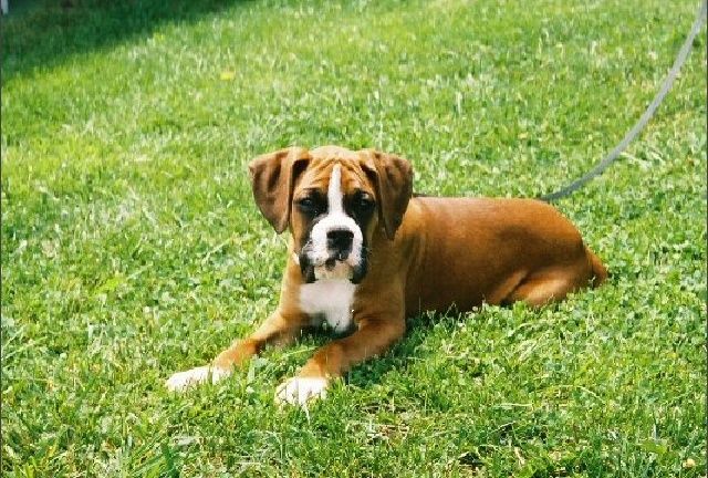 Tyler in the grass
