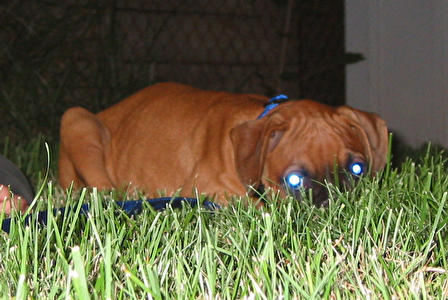 tyler lies in wait for his prey