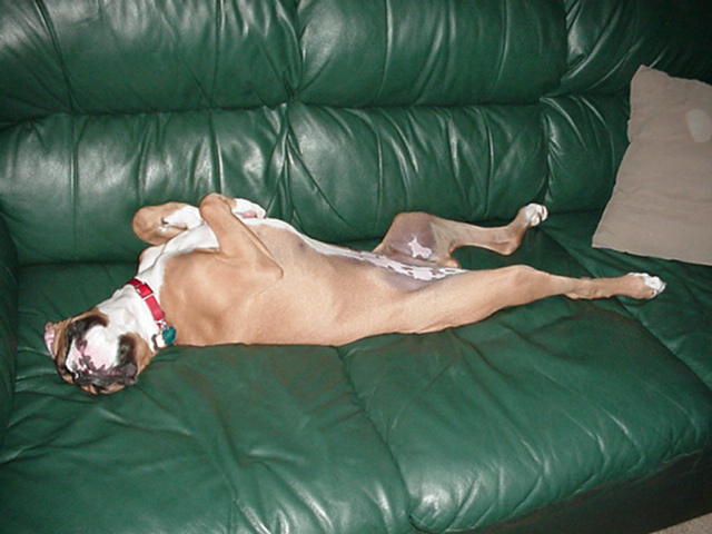 Typical boxer nap!