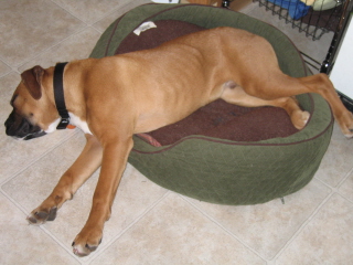 typical boxer picture