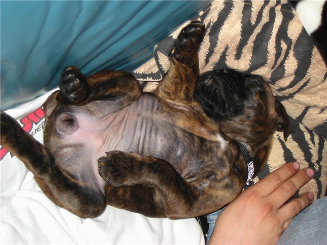 Typical Boxer Position