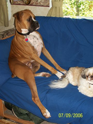 Typical Boxer Relaxing