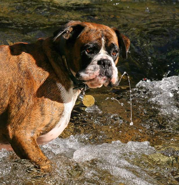 Typical boxer
