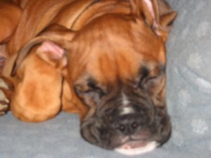 Tyson 11 weeks old