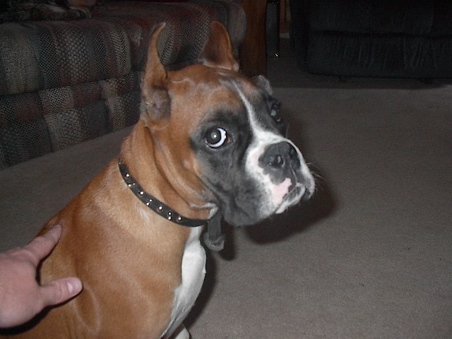 Tyson(8mnths)