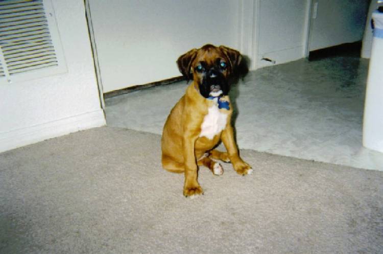 Tyson @ 9 weeks